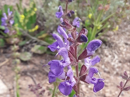 meadow-sage-salvia-pratensis